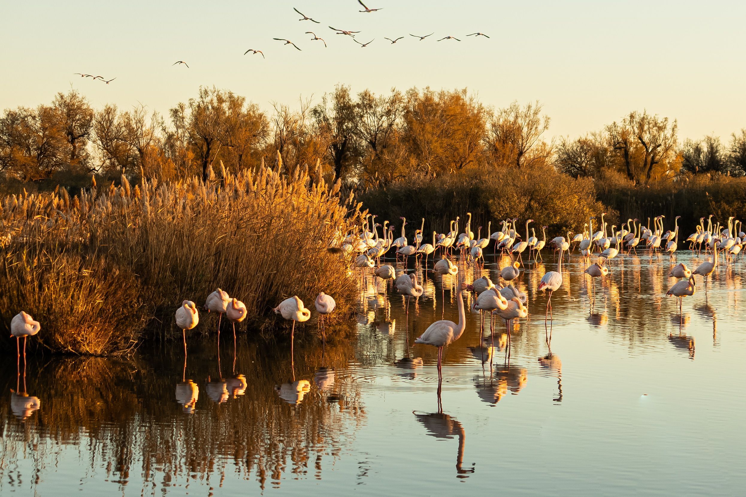 Une colonie de flamants roses sauvages au coucher du soleil, symbole de tourisme responsable et de respect de la biodiversité.